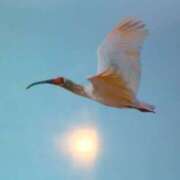 ヒメ日記 2025/03/30 09:08 投稿 ちずる 熟女の風俗最終章 高崎店