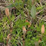 ヒメ日記 2025/03/31 20:13 投稿 ちずる 熟女の風俗最終章 高崎店