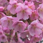 ヒメ日記 2025/04/01 09:38 投稿 ちずる 熟女の風俗最終章 高崎店