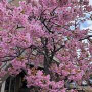 ヒメ日記 2025/04/02 19:38 投稿 ちずる 熟女の風俗最終章 高崎店