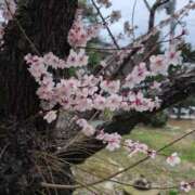 ヒメ日記 2025/04/04 18:11 投稿 ちずる 熟女の風俗最終章 高崎店