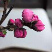 ヒメ日記 2025/04/04 18:48 投稿 ちずる 熟女の風俗最終章 高崎店