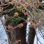 ヒメ日記 2025/04/04 19:08 投稿 ちずる 熟女の風俗最終章 高崎店