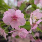 ヒメ日記 2025/04/06 12:49 投稿 ちずる 熟女の風俗最終章 高崎店