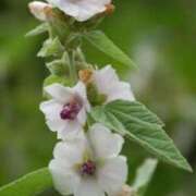 ヒメ日記 2025/04/06 14:08 投稿 ちずる 熟女の風俗最終章 高崎店