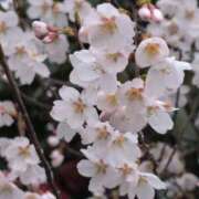 ヒメ日記 2025/04/07 14:20 投稿 ちずる 熟女の風俗最終章 高崎店