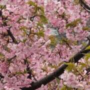 ヒメ日記 2025/04/07 18:28 投稿 ちずる 熟女の風俗最終章 高崎店