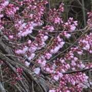 ヒメ日記 2025/04/08 06:48 投稿 ちずる 熟女の風俗最終章 高崎店