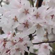 ヒメ日記 2025/04/08 11:48 投稿 ちずる 熟女の風俗最終章 高崎店