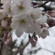 ヒメ日記 2025/04/08 13:08 投稿 ちずる 熟女の風俗最終章 高崎店