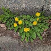 ヒメ日記 2025/04/08 14:03 投稿 ちずる 熟女の風俗最終章 高崎店