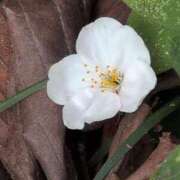 ヒメ日記 2025/04/08 15:18 投稿 ちずる 熟女の風俗最終章 高崎店