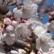 ヒメ日記 2025/04/10 05:19 投稿 ちずる 熟女の風俗最終章 高崎店