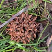 ヒメ日記 2025/04/10 12:15 投稿 ちずる 熟女の風俗最終章 高崎店