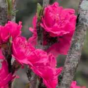 ヒメ日記 2025/04/14 07:28 投稿 ちずる 熟女の風俗最終章 高崎店