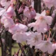 ヒメ日記 2025/04/14 08:08 投稿 ちずる 熟女の風俗最終章 高崎店