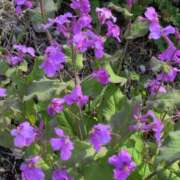 ヒメ日記 2025/04/14 20:39 投稿 ちずる 熟女の風俗最終章 高崎店