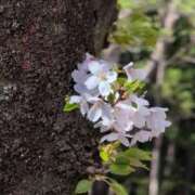 ヒメ日記 2025/04/15 15:08 投稿 ちずる 熟女の風俗最終章 高崎店