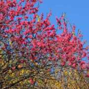 ヒメ日記 2025/04/16 09:18 投稿 ちずる 熟女の風俗最終章 高崎店