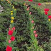 ヒメ日記 2025/04/16 10:02 投稿 ちずる 熟女の風俗最終章 高崎店