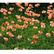 ヒメ日記 2025/04/16 15:08 投稿 ちずる 熟女の風俗最終章 高崎店