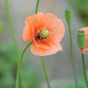 ヒメ日記 2025/04/16 15:15 投稿 ちずる 熟女の風俗最終章 高崎店