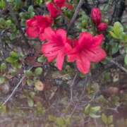 ヒメ日記 2025/04/17 05:38 投稿 ちずる 熟女の風俗最終章 高崎店