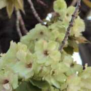 ヒメ日記 2025/04/17 06:08 投稿 ちずる 熟女の風俗最終章 高崎店