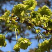 ヒメ日記 2025/04/17 07:48 投稿 ちずる 熟女の風俗最終章 高崎店