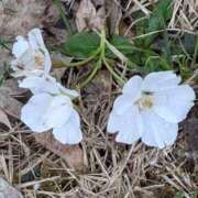 ヒメ日記 2025/04/17 12:48 投稿 ちずる 熟女の風俗最終章 高崎店