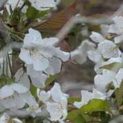 ヒメ日記 2025/04/18 07:08 投稿 ちずる 熟女の風俗最終章 高崎店