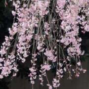 ヒメ日記 2025/04/18 08:18 投稿 ちずる 熟女の風俗最終章 高崎店