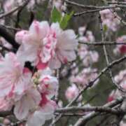 ヒメ日記 2025/04/18 15:18 投稿 ちずる 熟女の風俗最終章 高崎店