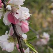 ヒメ日記 2025/04/18 16:08 投稿 ちずる 熟女の風俗最終章 高崎店