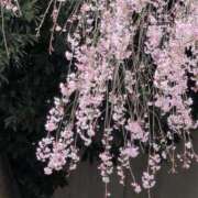 ヒメ日記 2025/04/18 16:28 投稿 ちずる 熟女の風俗最終章 高崎店