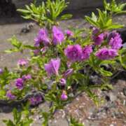 ヒメ日記 2025/04/19 16:08 投稿 ちずる 熟女の風俗最終章 高崎店