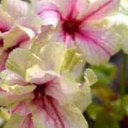 ヒメ日記 2025/04/20 07:48 投稿 ちずる 熟女の風俗最終章 高崎店