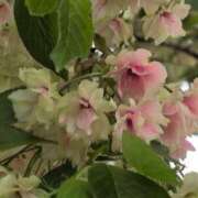 ヒメ日記 2025/04/20 08:48 投稿 ちずる 熟女の風俗最終章 高崎店