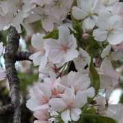 ヒメ日記 2025/04/20 19:28 投稿 ちずる 熟女の風俗最終章 高崎店