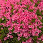 ヒメ日記 2025/04/27 11:08 投稿 ちずる 熟女の風俗最終章 高崎店