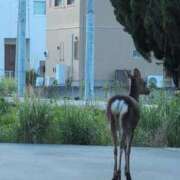 ヒメ日記 2025/05/01 09:38 投稿 ちずる 熟女の風俗最終章 高崎店