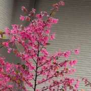 ヒメ日記 2025/05/04 07:48 投稿 ちずる 熟女の風俗最終章 高崎店