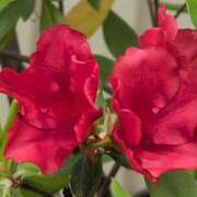 ヒメ日記 2025/05/04 08:28 投稿 ちずる 熟女の風俗最終章 高崎店