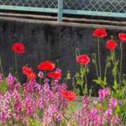 ヒメ日記 2025/05/05 20:58 投稿 ちずる 熟女の風俗最終章 高崎店