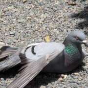 ヒメ日記 2025/05/10 10:13 投稿 ちずる 熟女の風俗最終章 高崎店