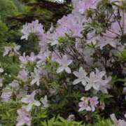 ヒメ日記 2025/05/17 07:18 投稿 ちずる 熟女の風俗最終章 高崎店