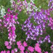 ヒメ日記 2025/05/22 19:51 投稿 ちずる 熟女の風俗最終章 高崎店