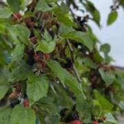 ヒメ日記 2025/05/25 10:06 投稿 ちずる 熟女の風俗最終章 高崎店