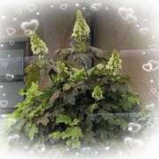 ヒメ日記 2025/05/25 22:08 投稿 ちずる 熟女の風俗最終章 高崎店