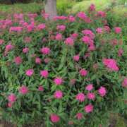 ヒメ日記 2025/05/27 05:08 投稿 ちずる 熟女の風俗最終章 高崎店